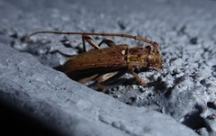 Eburida quadriguttata