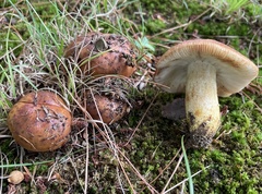 Russula mutabilis