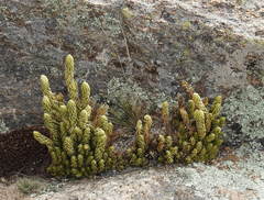 Phlegmariurus saururus