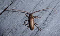 Eburida quadriguttata