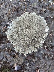 Xanthoparmelia scabrosa