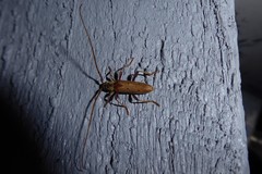 Eburida quadriguttata