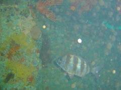 Diplodus hottentotus