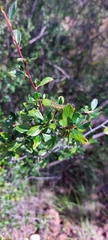 Cercocarpus fothergilloides