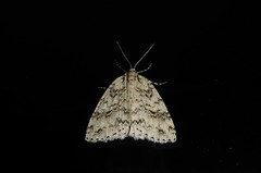 Pseudocoremia rudisata