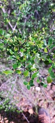Cercocarpus fothergilloides