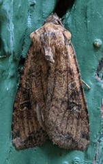 Euxoa ochrogaster