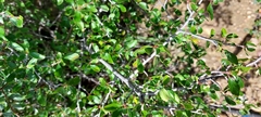 Cercocarpus fothergilloides