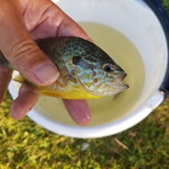 Lepomis gibbosus × cyanellus