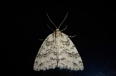 Pseudocoremia rudisata