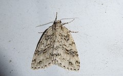 Pseudocoremia rudisata