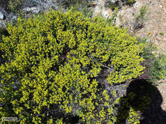 Aspalathus ericifolia ericifolia