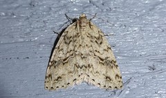 Pseudocoremia rudisata