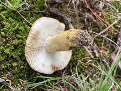 Russula mutabilis