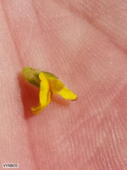 Aspalathus ericifolia ericifolia