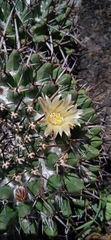 Mammillaria karwinskiana karwinskiana