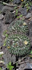 Mammillaria karwinskiana karwinskiana