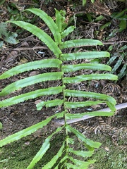 Blechnum novae-zelandiae