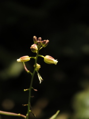 Polypsecadium solidagineum
