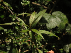 Polypsecadium solidagineum