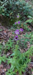 Penstemon leonensis