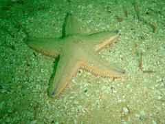 Astropecten irregularis pontoporeus
