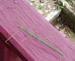 Baculomia siamensis