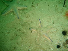 Astropecten irregularis pontoporeus