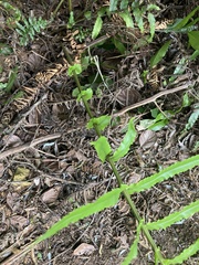 Blechnum novae-zelandiae
