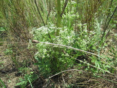 Peucedanum puberulum