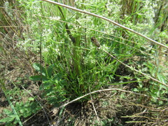 Peucedanum puberulum