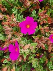Cistus × incanus