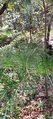 Pinus greggii