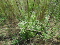 Peucedanum puberulum