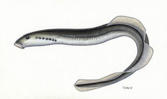 Carpathian Brook Lamprey photo 2