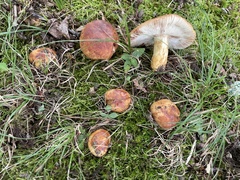 Russula mutabilis