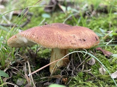 Russula mutabilis