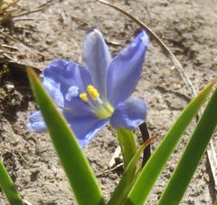 Aristea pusilla, photograph Nicola van Berkel, CC BY-SA, iNaturalist via GBIF