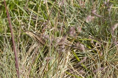 Pseudemoia pagenstecheri