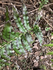 Blechnum novae-zelandiae