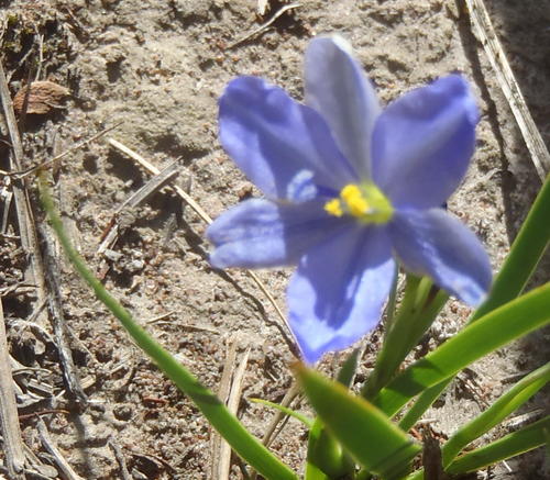 Aristea pusilla, photograph 4