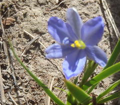 Aristea pusilla, photograph Nicola van Berkel, CC BY-SA, iNaturalist via GBIF