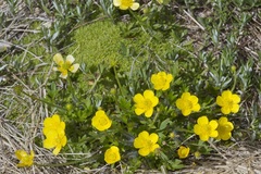 Ranunculus graniticola