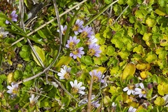 Scaevola hookeri