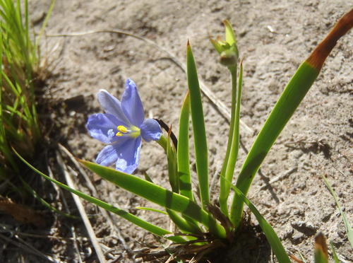 Aristea pusilla, photograph 5