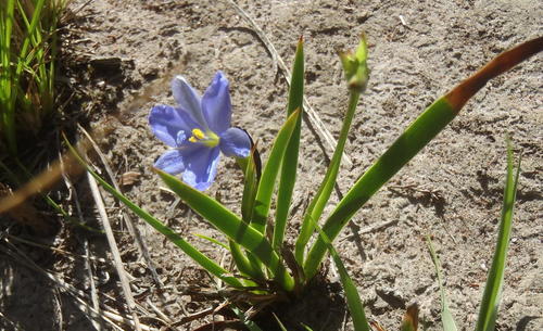 Aristea pusilla, photograph 6