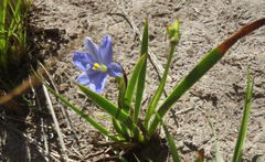 Aristea pusilla, photograph Nicola van Berkel, CC BY-SA, iNaturalist via GBIF