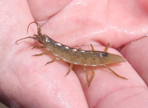 Glyptidotea lichtensteini