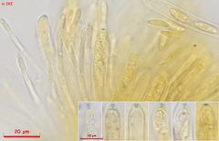 Ombrophila rivulorum