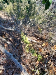 Acourtia microcephala